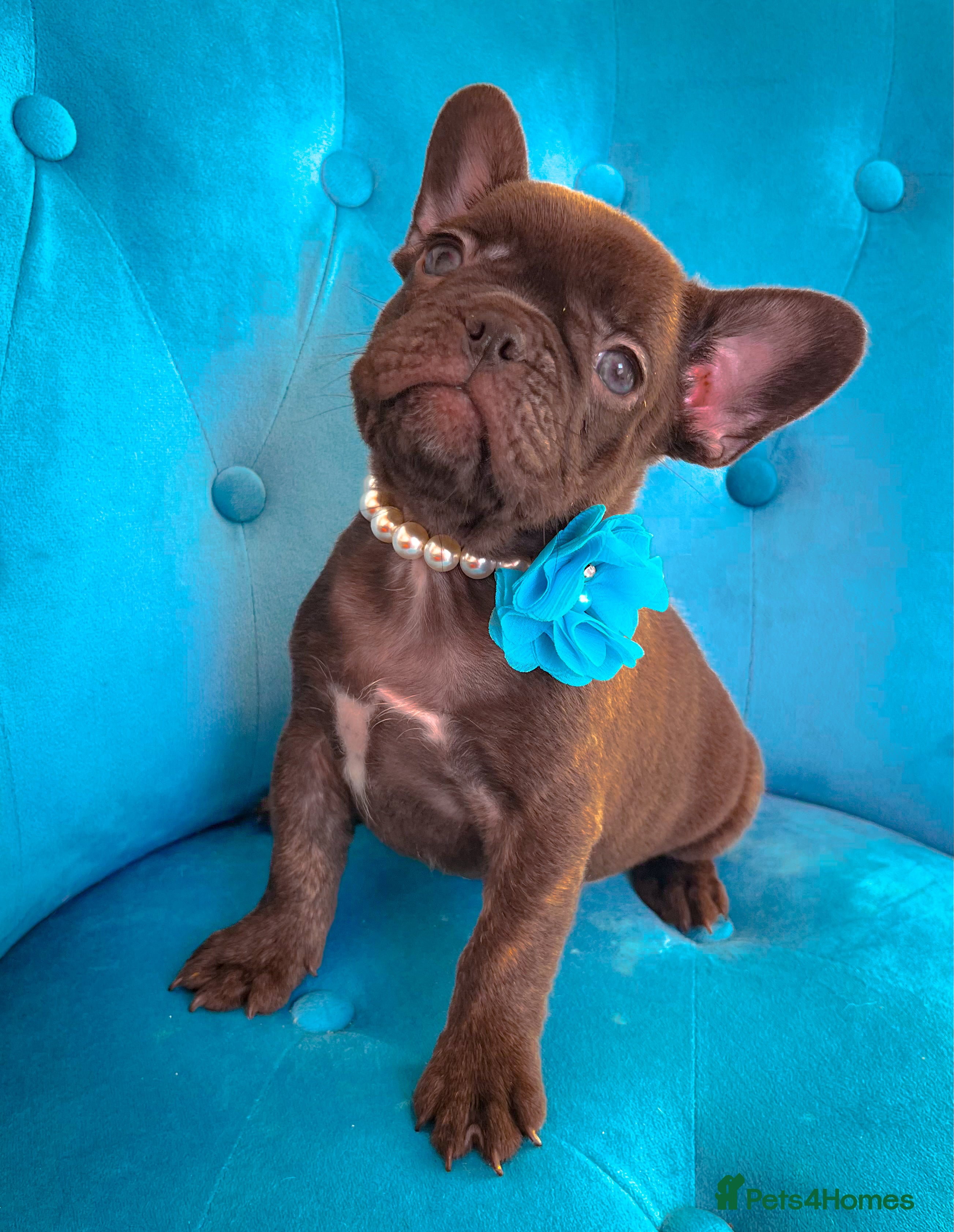 French Bulldog dogs 🌸BEAUTIFUL GIRL READY TO GO🌸 - Advert 3
