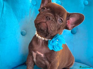 French Bulldog dogs 🌸BEAUTIFUL GIRL READY TO GO🌸 - Advert 3