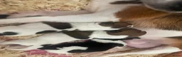 Jack Russell dogs for sale: Beautiful Miniature Jack Russell’s  - Advert 6