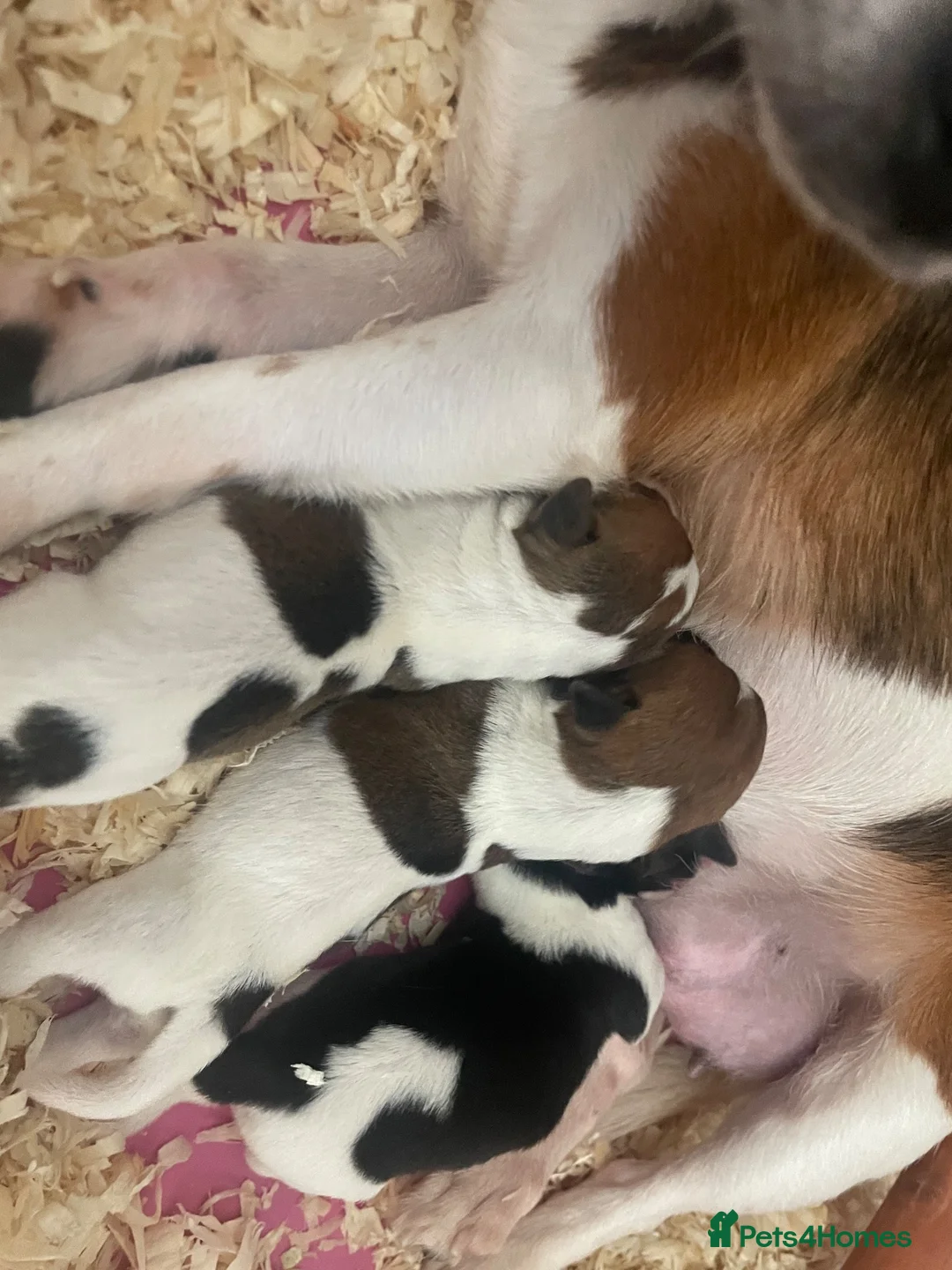 Jack Russell dogs for sale: Beautiful Miniature Jack Russell’s  - Advert 6