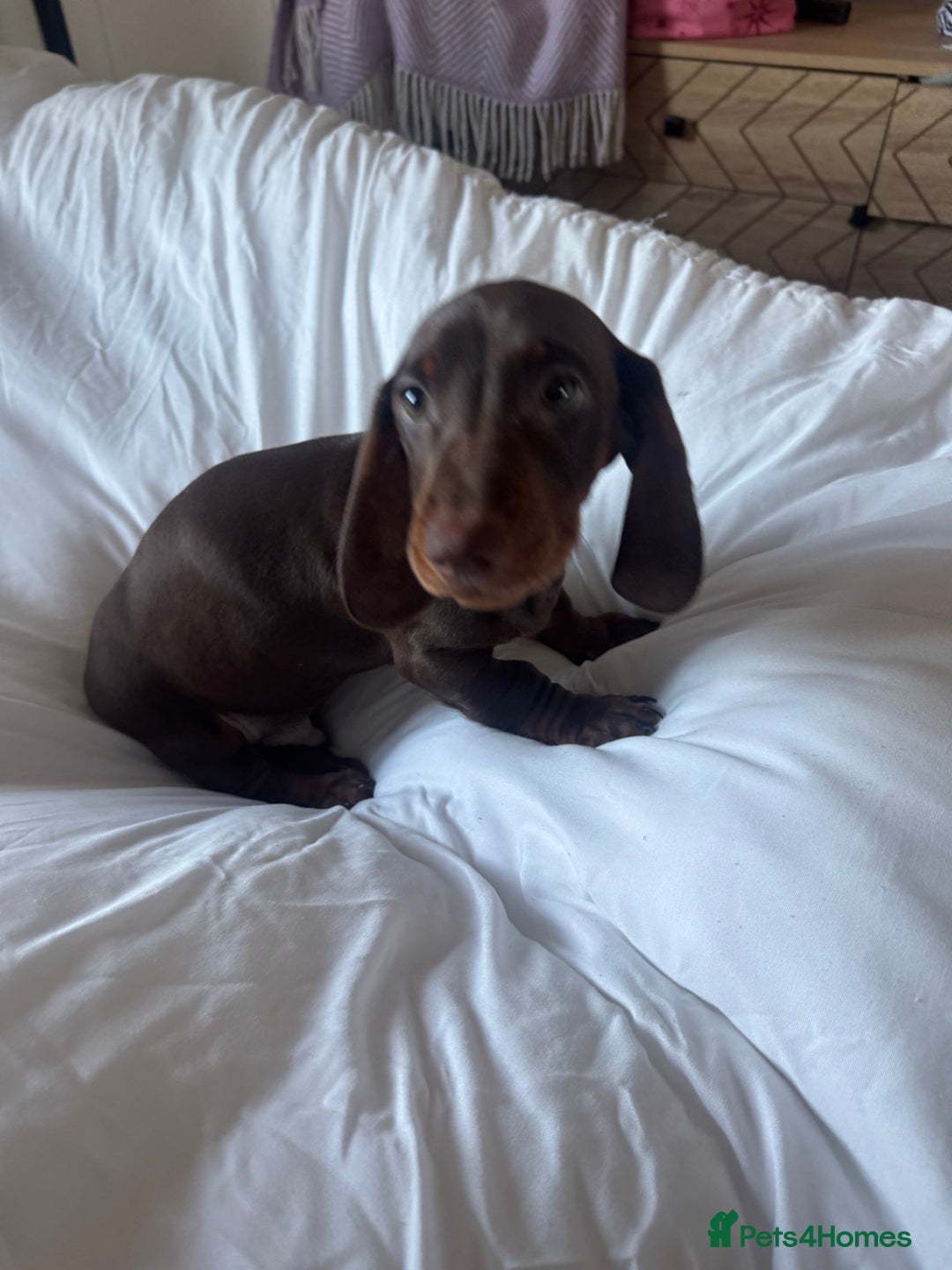 Miniature Dachshund dogs for sale: miniature dachshund for sale  - Advert 15