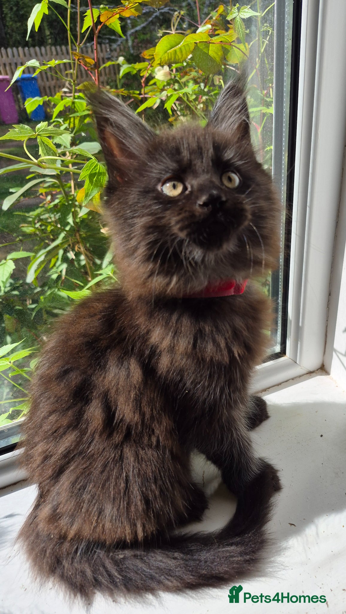 Maine Coon cats XL maine coon kittens for sale  - Advert 17