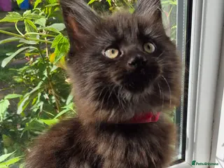 Maine Coon cats XL maine coon kittens for sale - Advert 17