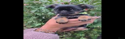Griffon Bruxellois dogs for sale: Stunning Griffon Bruxellois puppies KC registered - Advert 16