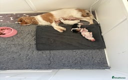 Cavalier King Charles Spaniel dogs for sale: DNA Health Tested Cavalier King Charles Puppies in Heathfield - Image 5