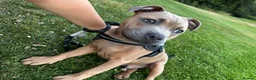 Staffordshire Bull Terrier dogs for sale: Staffordshire bull terrier - Advert 4