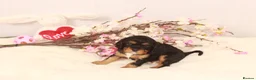 Cavalier King Charles Spaniel dogs for sale: Beautiful stunning  ckcs health care tested  - Advert 8