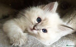 Ragdoll cats for sale: Stunning Adult Ragdoll and Kittens available!  - Image 14