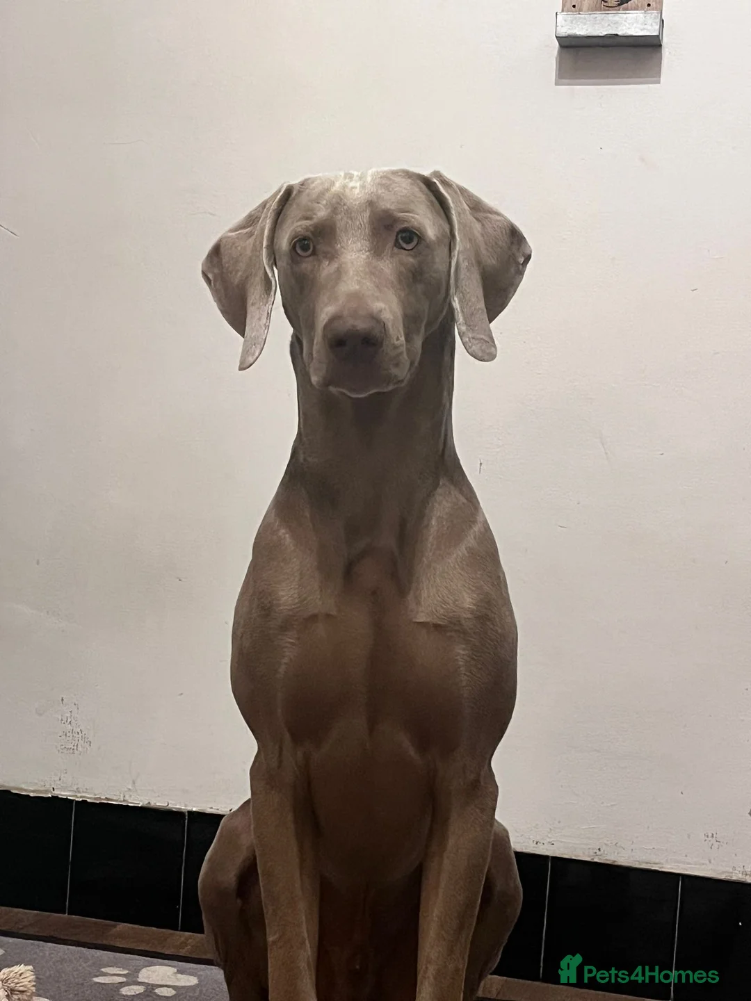 Weimaraner dogs for stud:  Stud looking for love! in Grimsby - Advert 2