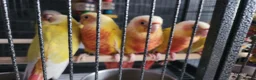 Conures birds for sale: Suncheek baby Handreared Conures - Advert 12