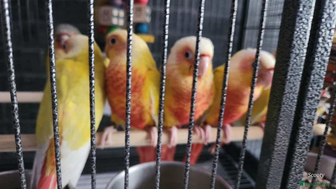 Conures birds for sale: Suncheek baby Handreared Conures - Advert 12
