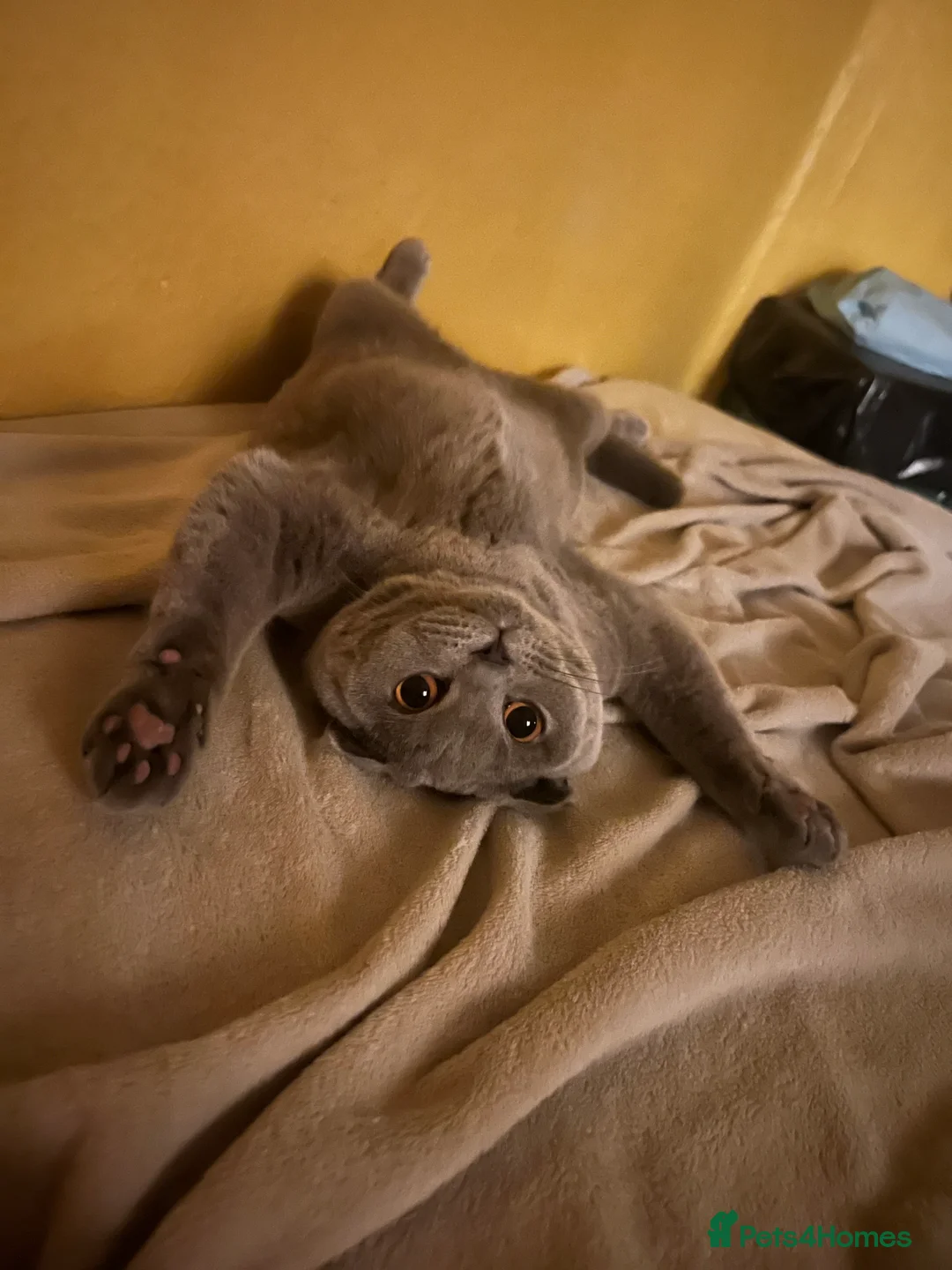 Scottish Fold cats for sale: Scotish fold cat  - Advert 5