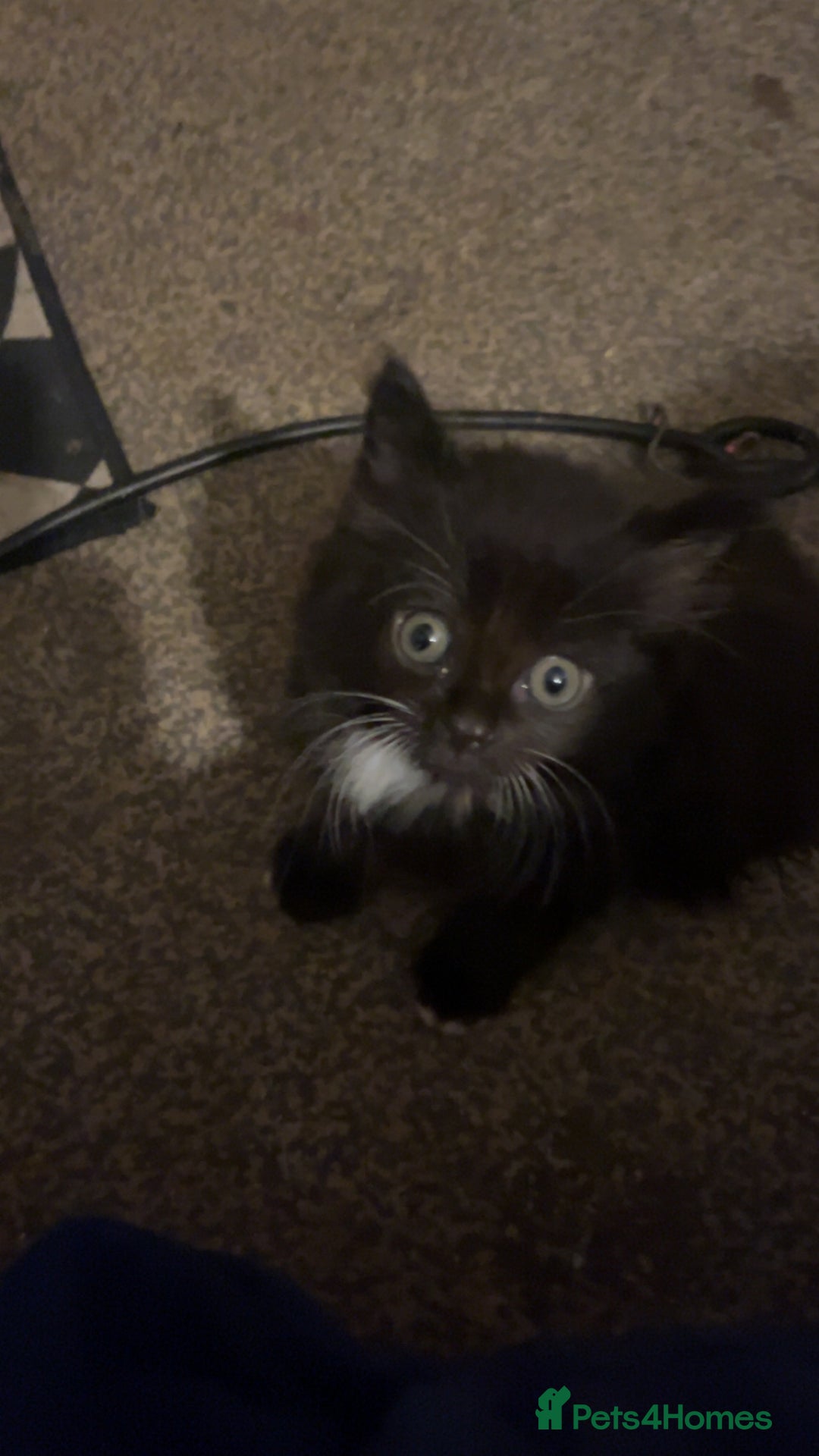 Mixed Breed cats for sale: 7 beautiful British short hair cross  - Advert 14