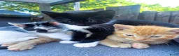 Mixed Breed cats for sale: 4 kittens ready for new homes today - Advert 15