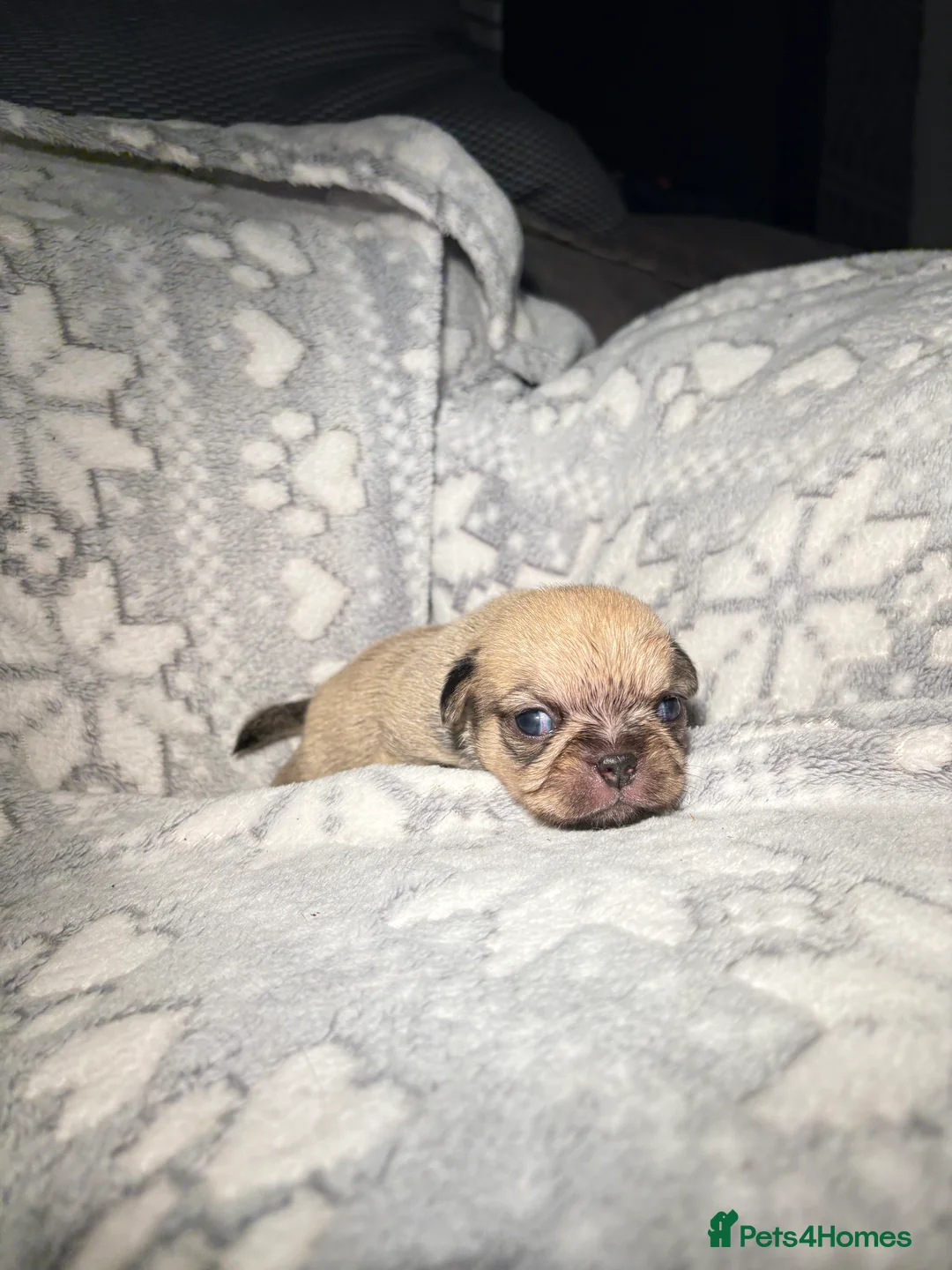 Griffon Bruxellois dogs for sale: Brussels Griffon - Advert 2