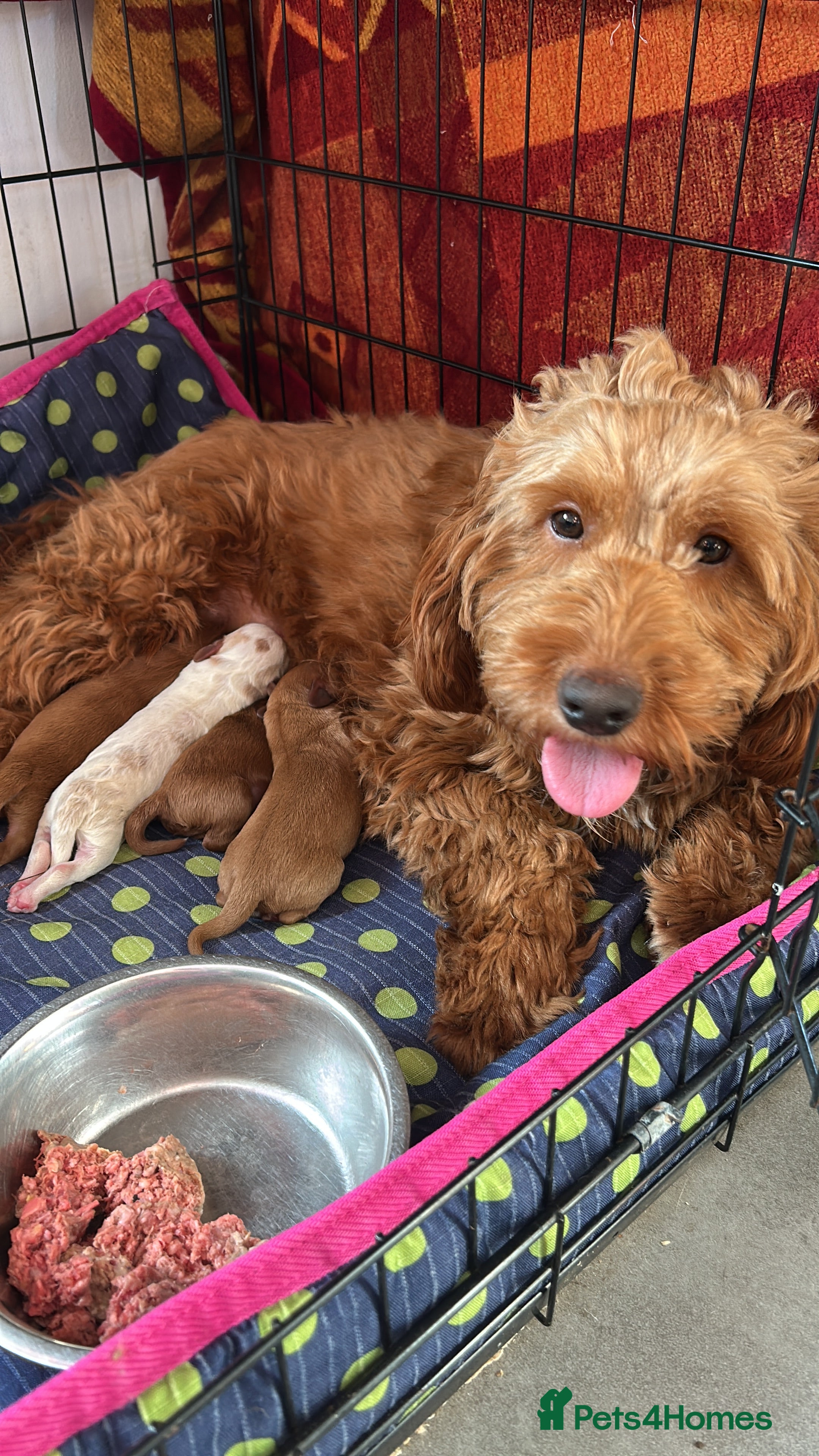 Cockapoo dogs F2B cockapoo puppies  - Advert 4