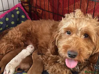 Cockapoo dogs F2B cockapoo puppies - Advert 2