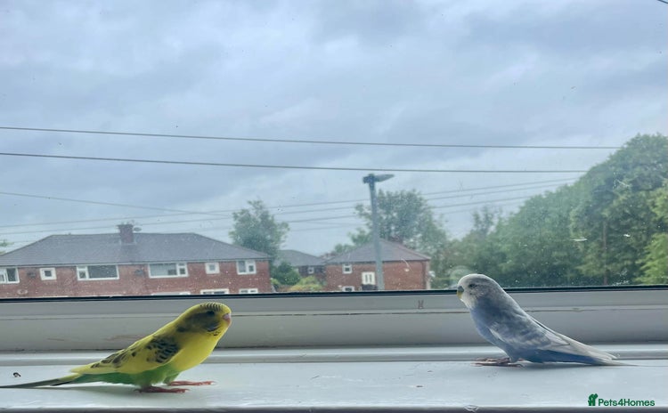 Parakeets birds - Advert 1