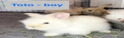 Lionhead rabbits for sale: Double Maned Lionheads Babies - Advert 8