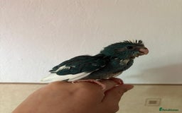 Parakeets birds for sale: Hand reared Kakariki  - Image 5