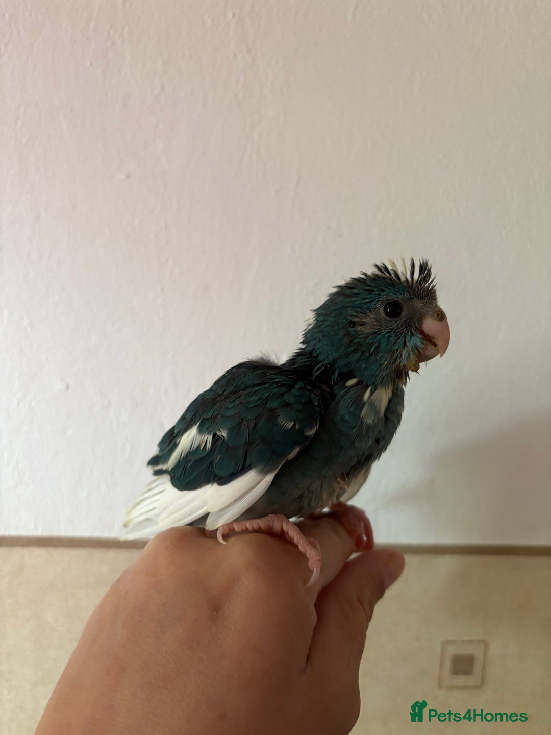 Parakeets birds for sale: Hand reared Kakariki  - Image 5