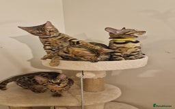 Bengal cats for sale:  🌟 Stunning Bengal Kittens  🌟 🥰🥰 - Image 4