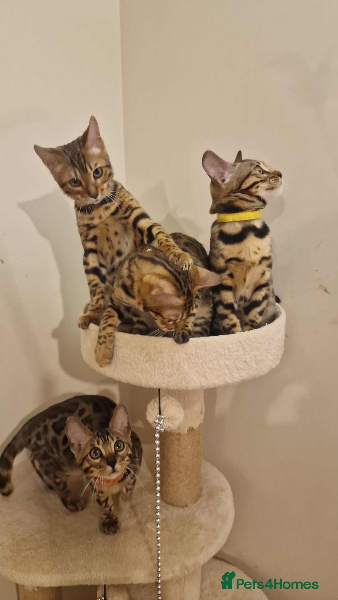 Bengal cats for sale:  🌟 Stunning Bengal Kittens  🌟 🥰🥰 - Image 4