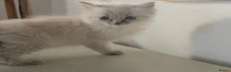Ragdoll cats for sale: ragdoll kittens  - Advert 13