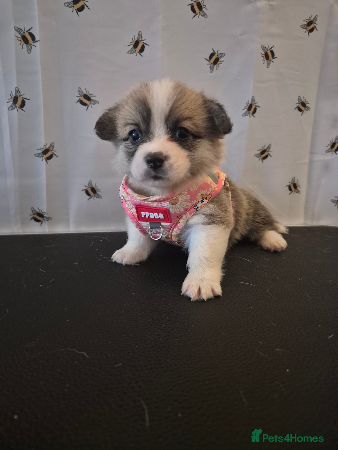 Welsh Corgi Pembroke dogs for sale: Kc reg Serbian lined babies - Image 1