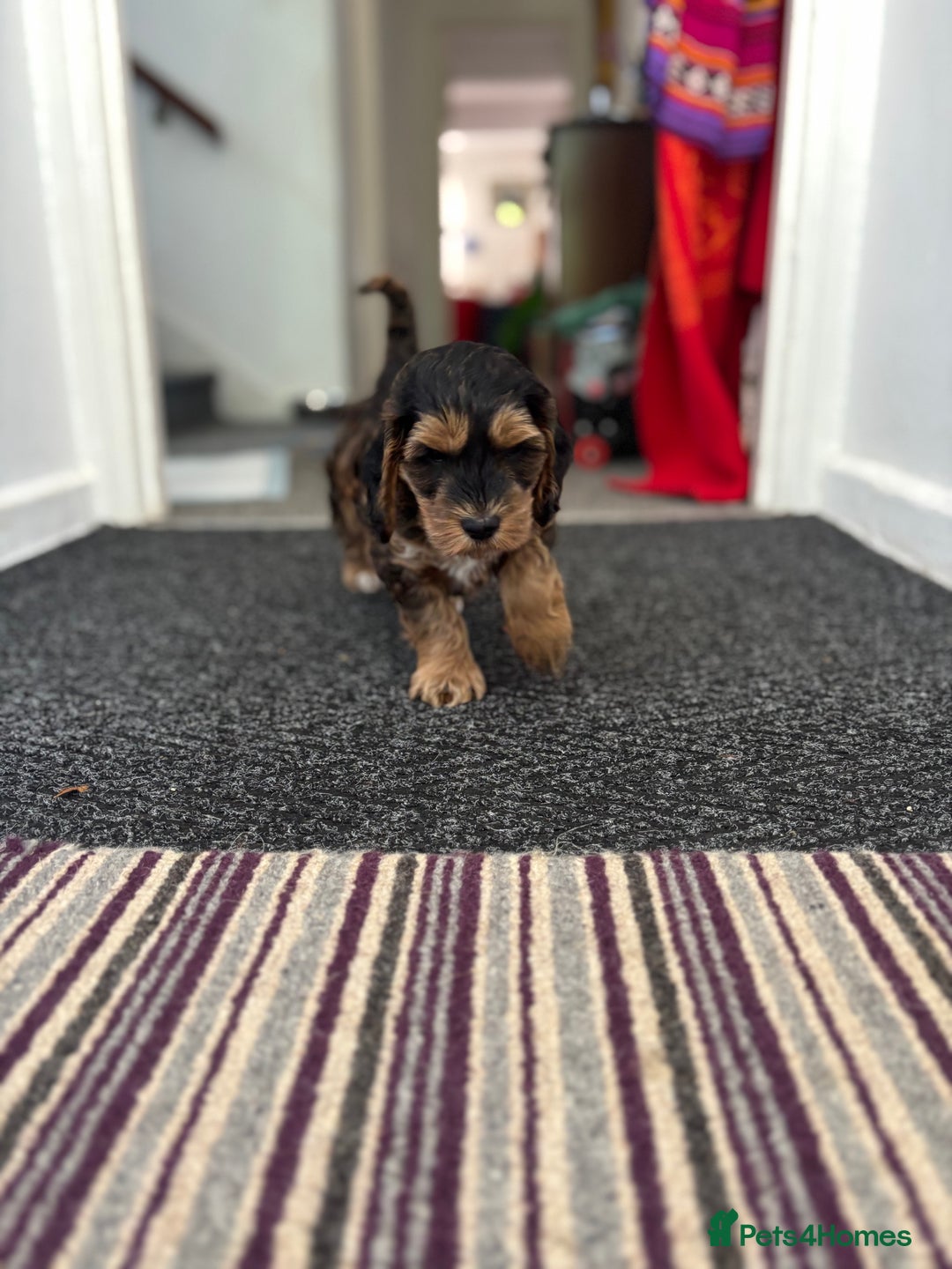 Cockapoo dogs for sale: Last Two Cockapoo Pups  - Image 8