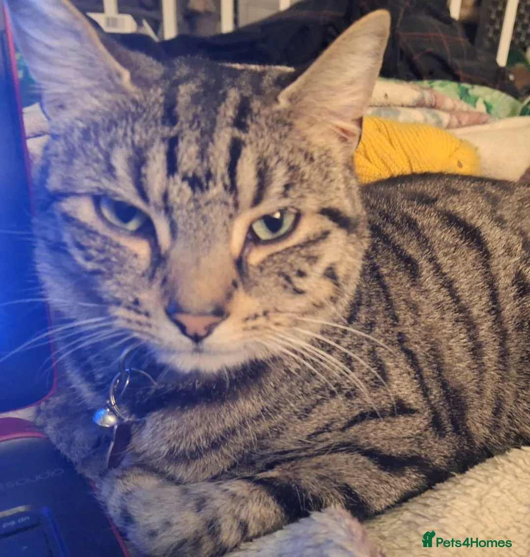 Mixed Breed cats for sale: Neutered male spotted tabby vaccinated chipped  - Advert 2