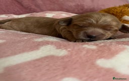 Cockapoo dogs for sale: 🌸3 gorgeous Chunky Cockapoos 🌸 - Image 6