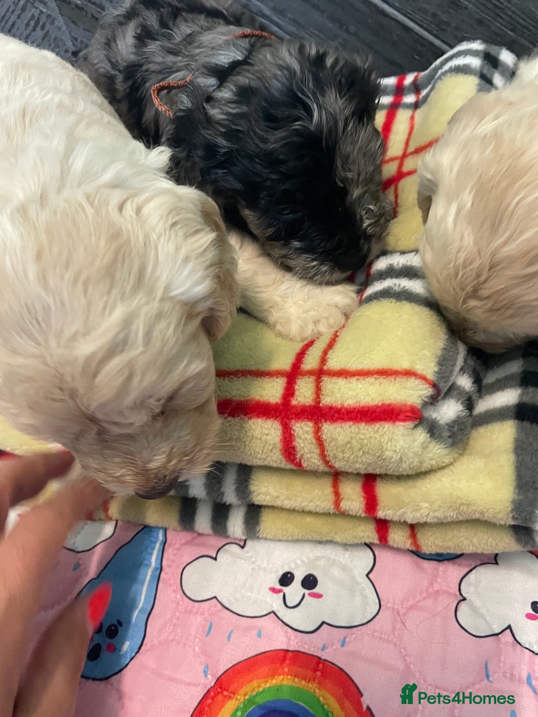 Cockapoo dogs for sale: Cockapoo puppies F1  - Image 13