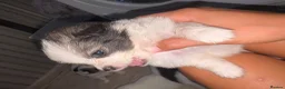 Mixed Breed dogs for sale: Beautiful half jack half terrier puppies - Advert 10