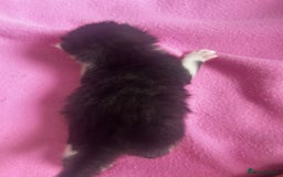 Mixed Breed cats for sale: 2 beautiful tabby girls and 1 Black & white Boy - Image 8