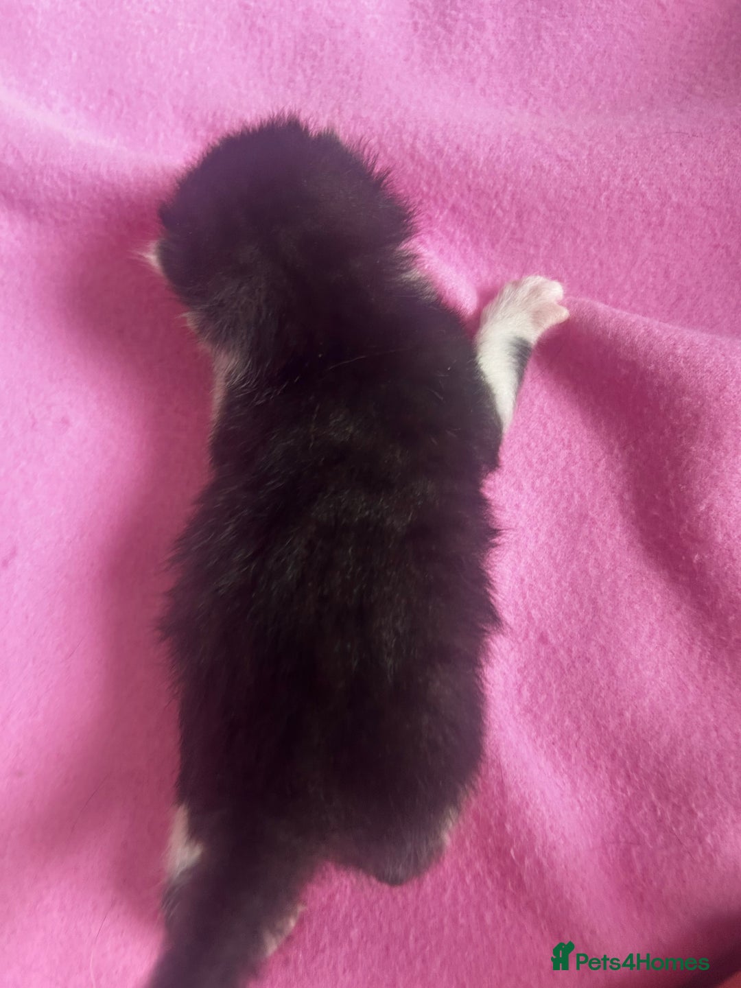 Mixed Breed cats for sale: 2 beautiful tabby girls and 1 Black & white Boy - Image 8