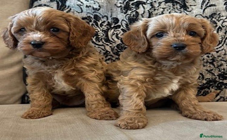 Cavapoo dogs - Advert 1