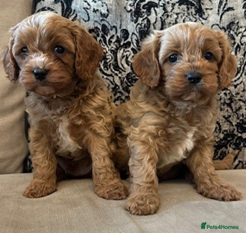 Cavapoo dogs - Advert 1