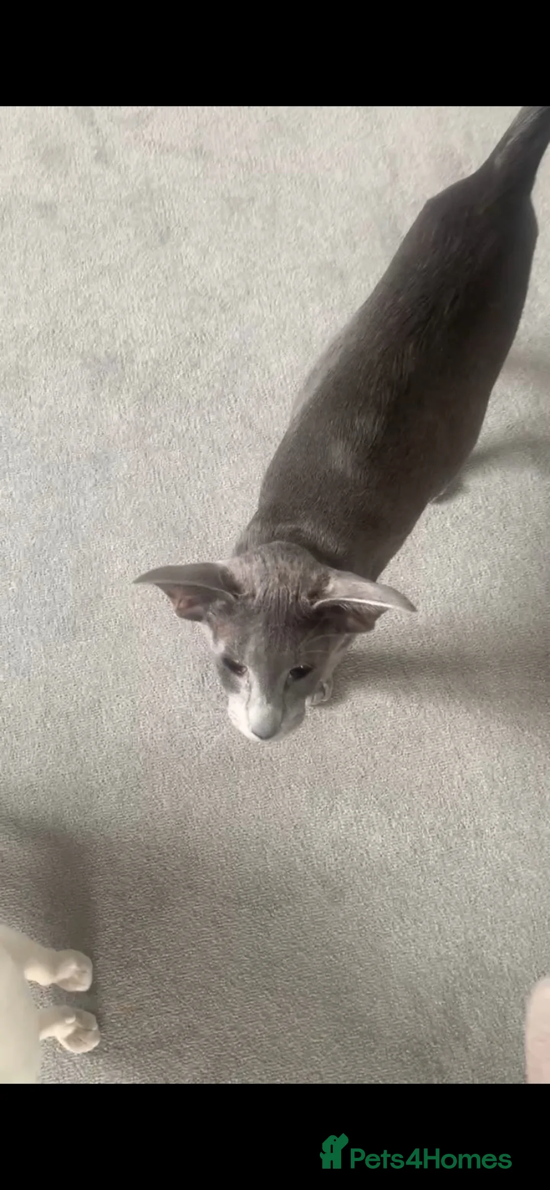 Oriental cats for sale: Stunning Blue 1yr Old Spayed Girl - Advert 8