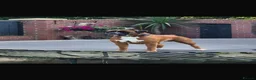 Boxer dogs for sale: Stunning Kc bobtail and tail boxers  - Advert 5