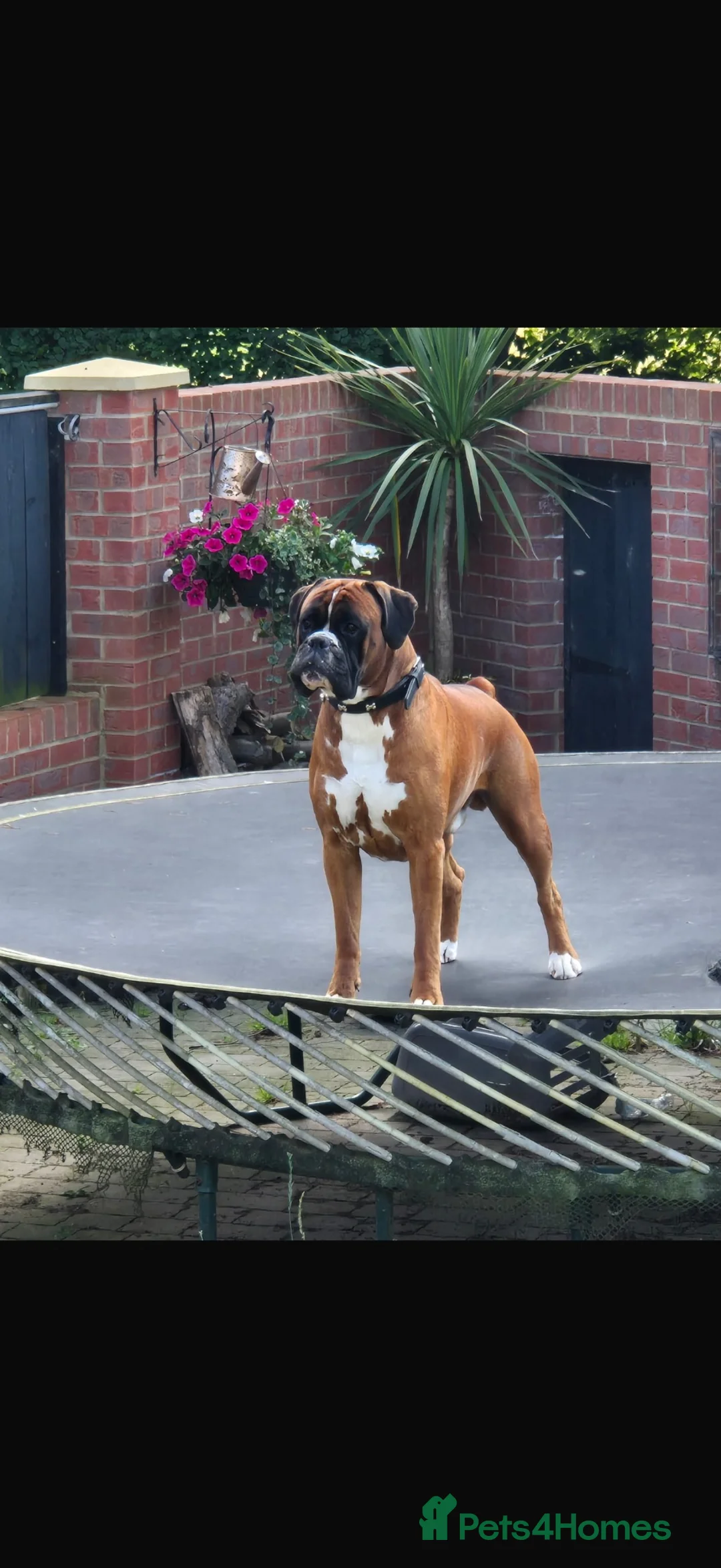 Boxer dogs for sale: ALL NOW HAVE DEPOSITS  - Advert 23