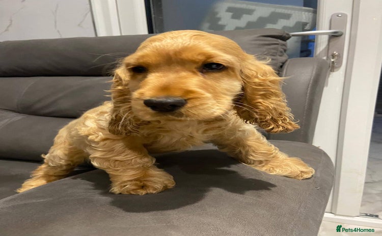 Cocker Spaniel dogs - Advert 12