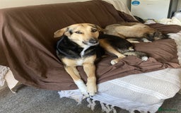 Mixed Breed dogs for sale: Very Special Mixed German Shepherd Girl (aged 3) - Image 5