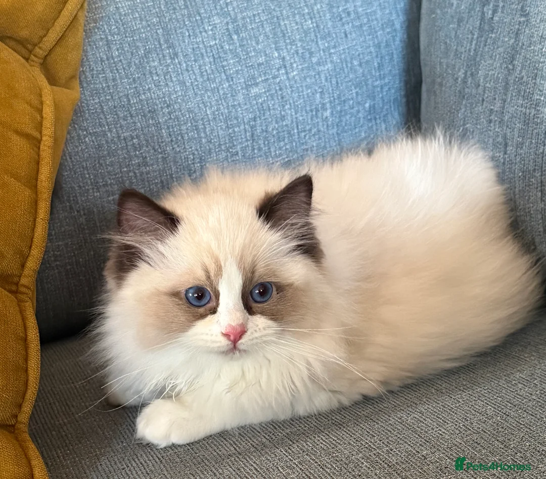 Ragdoll cats for sale: Ready Now  GCCF/TICA Purebred Reg Ragdoll Kittens - Advert 8
