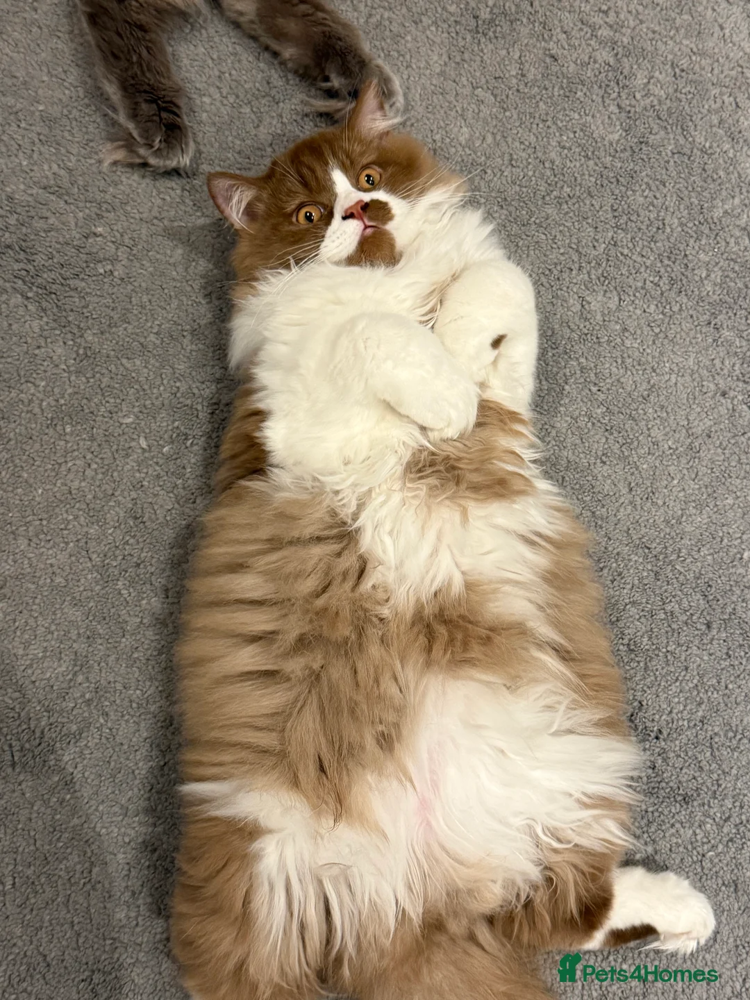 British Longhair cats for stud: British longhair GCCF registered male for stud - Advert 5