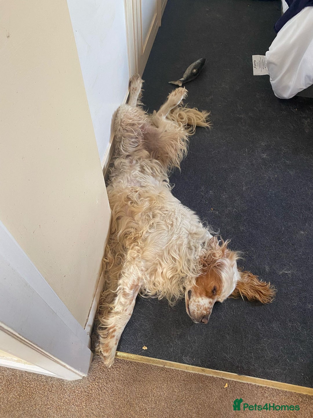 English Setter dogs for adoption: Dover in Woolacombe - Image 14