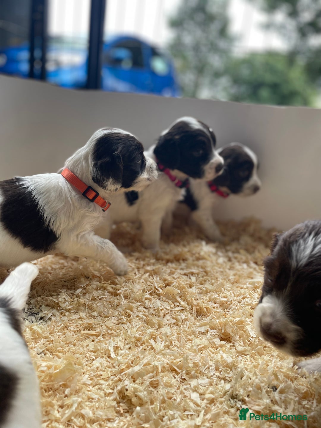 English Springer Spaniel dogs for sale: Working English springer spaniel puppies  - Image 27