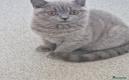 British Shorthair cats for sale: British shorthair - Image 13