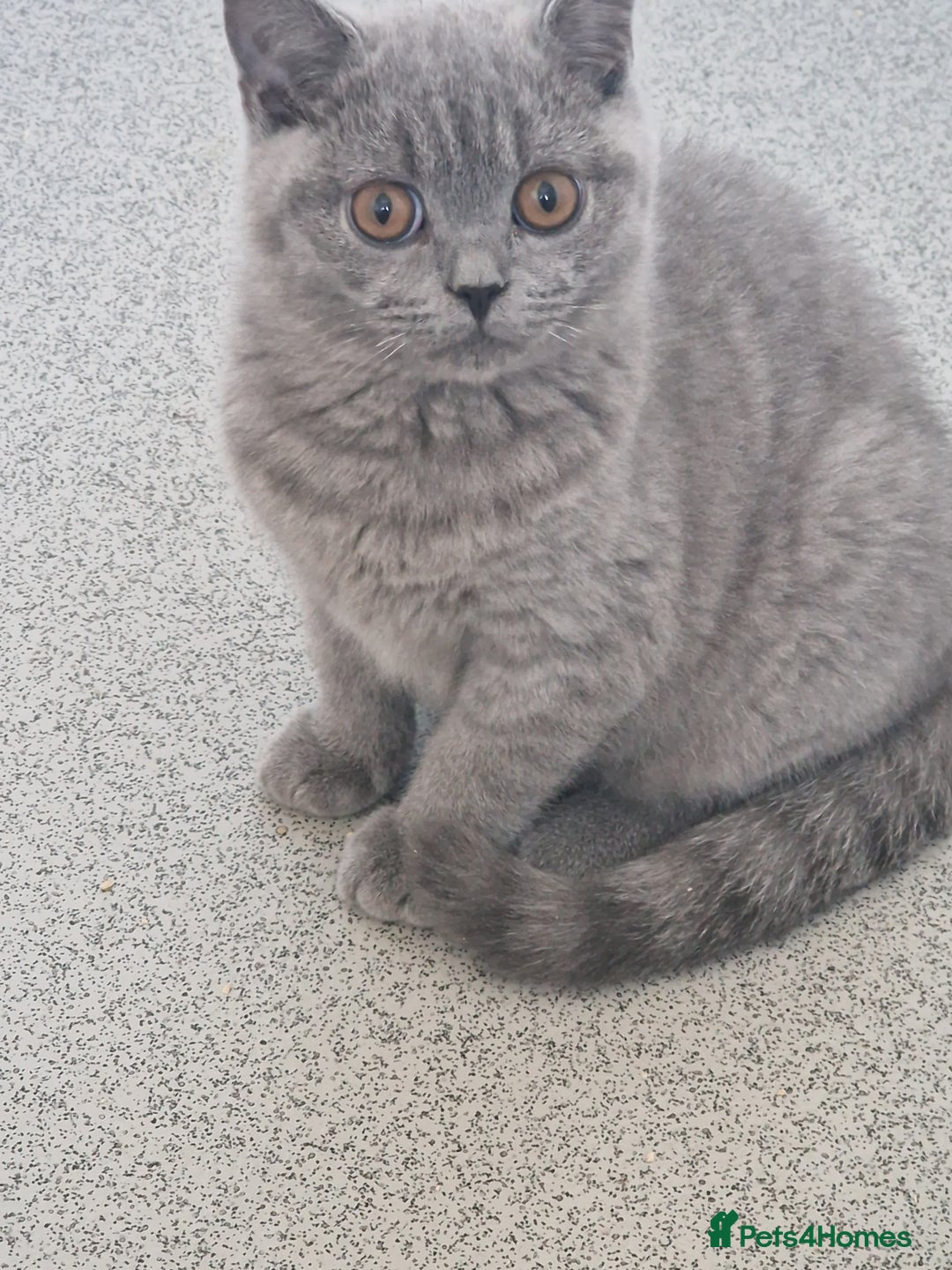 British Shorthair cats for sale: British shorthair - Image 13