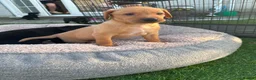 Labrador Retriever dogs for sale: Beautiful Chunky Labrador Puppies in Caernarfon - Advert 8